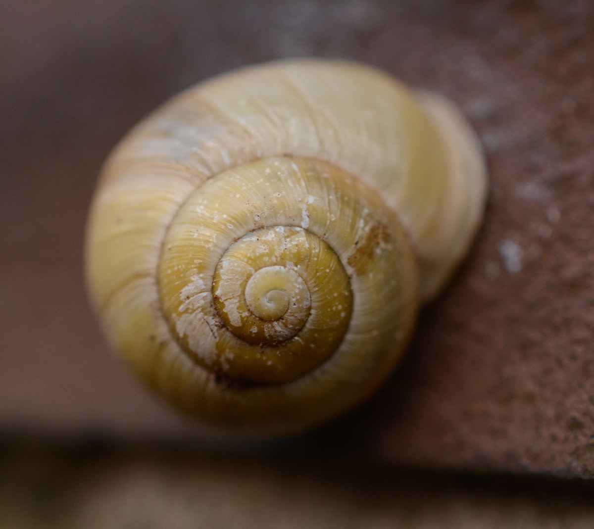 Schnecke-Haus