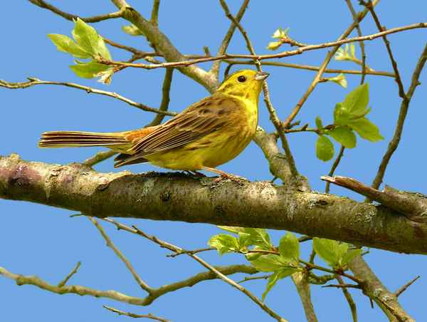 "Mein Kleid ist gelb!"