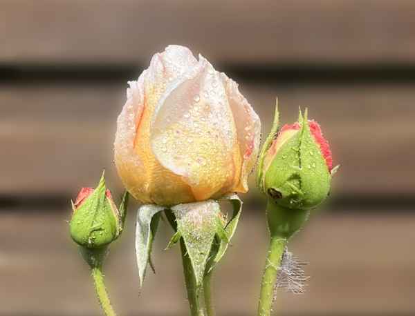 Rosen im Morgentau