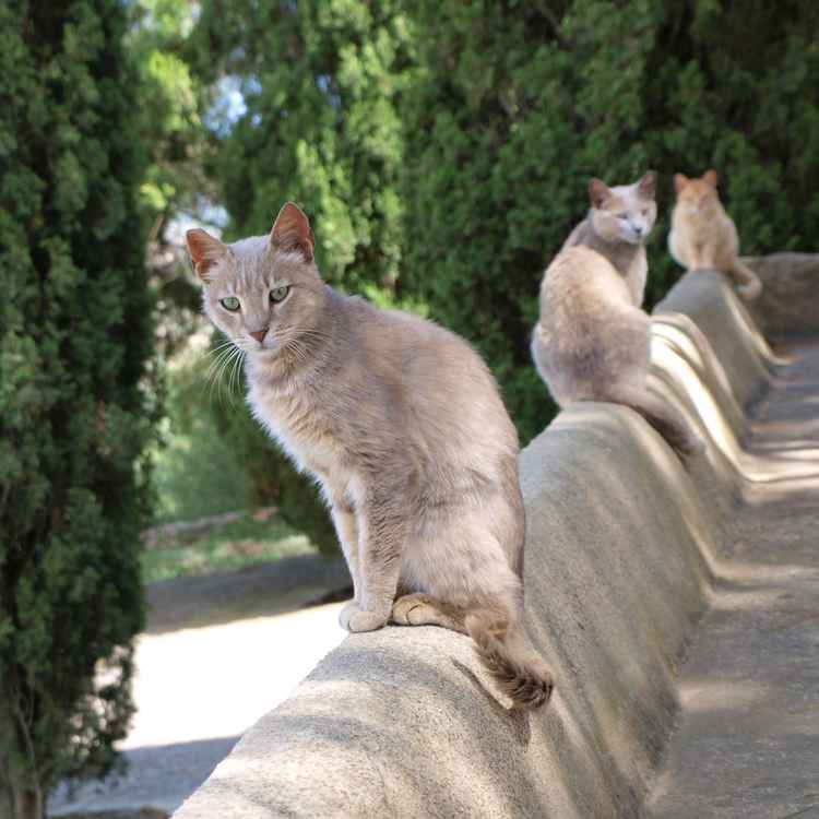 Katzen auf der Mauer