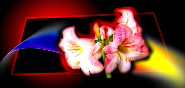 Amaryllis