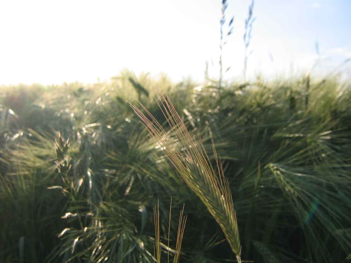 Getreide im Sonnenschein