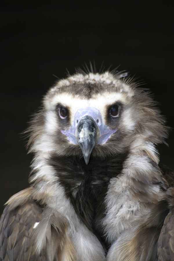 Gestatten Geier mein Name