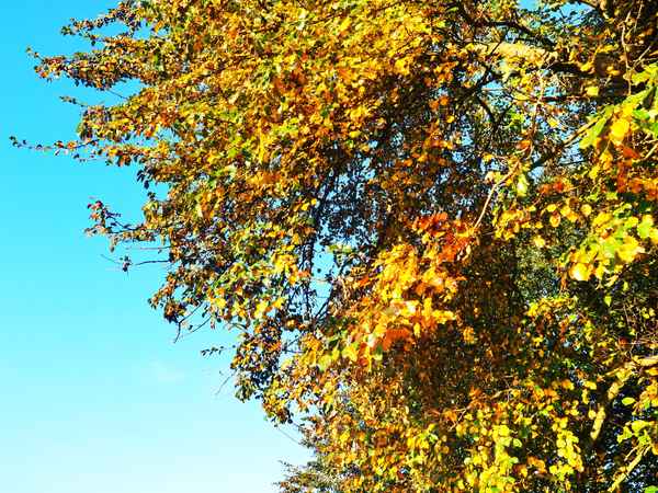 goldener oktober