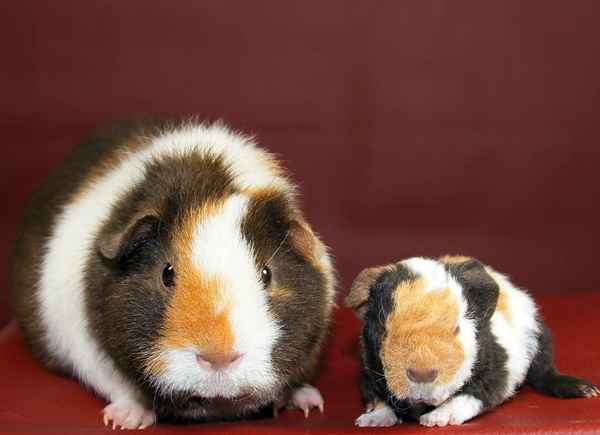 Mutter und Sohn - US Teddys