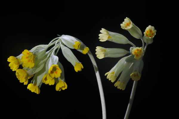 Primula veris