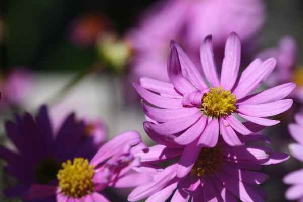 Lila Margeritenblüte