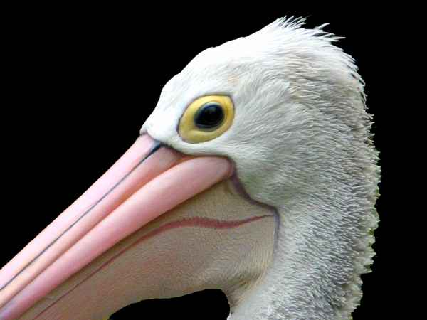 Pelikan Portrait