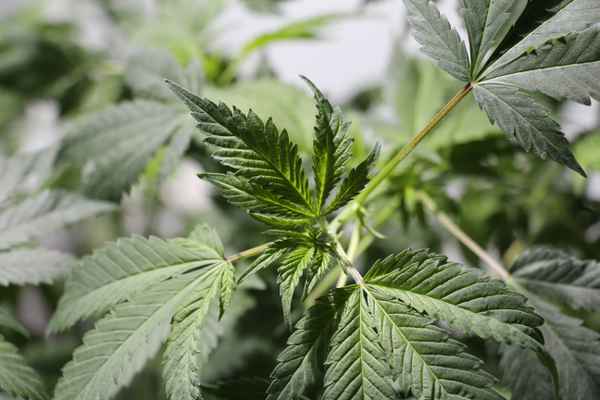 Cannabis, Hanf, Marihuana Foto