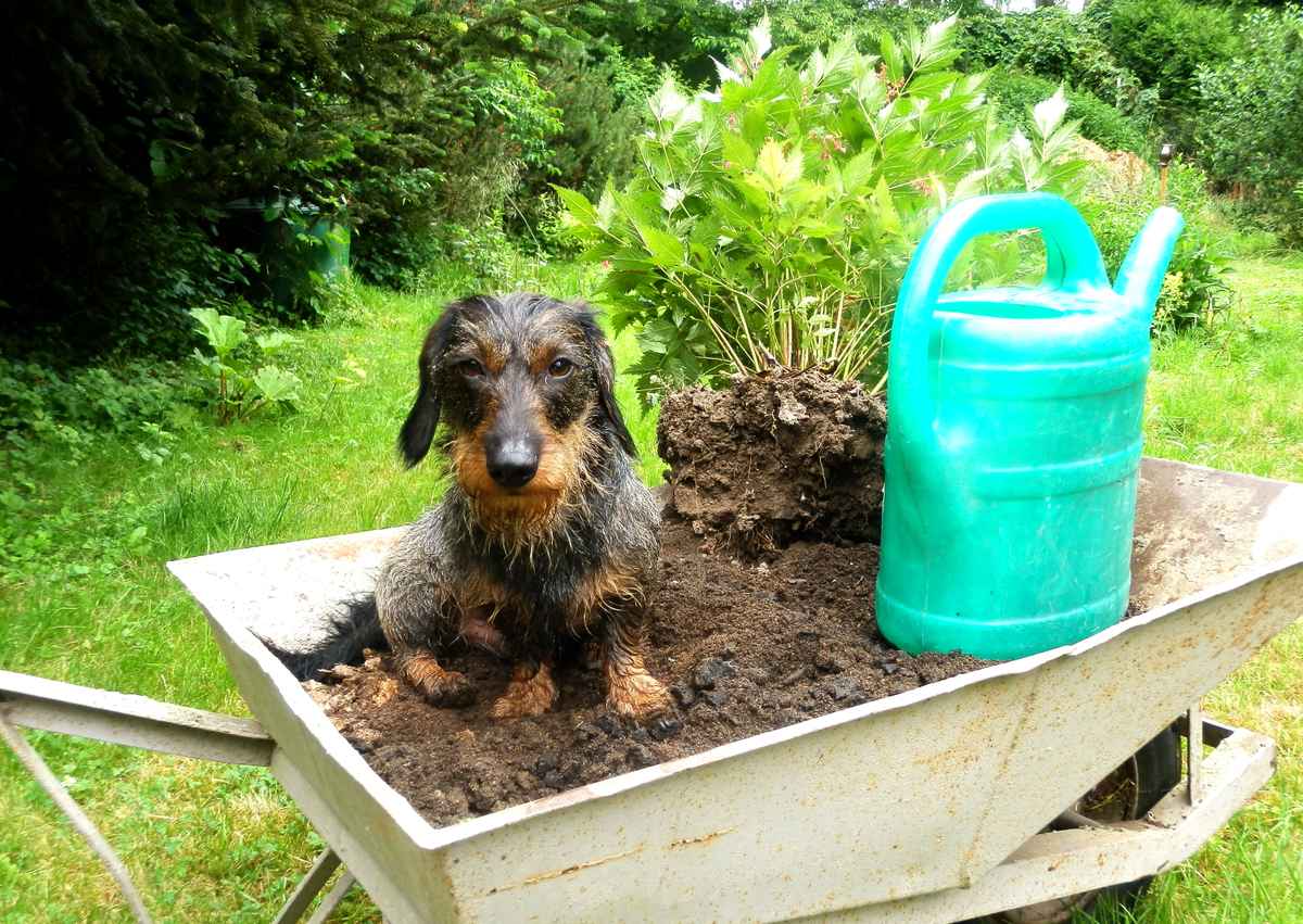 Immer zur Mithilfe bereit...