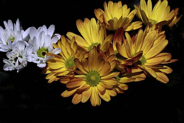 Chrysanthemen