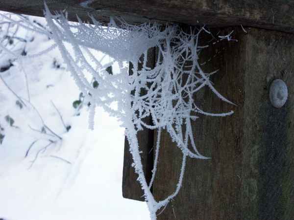 Spinne im Winter