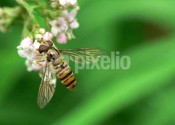 Schwebfliege