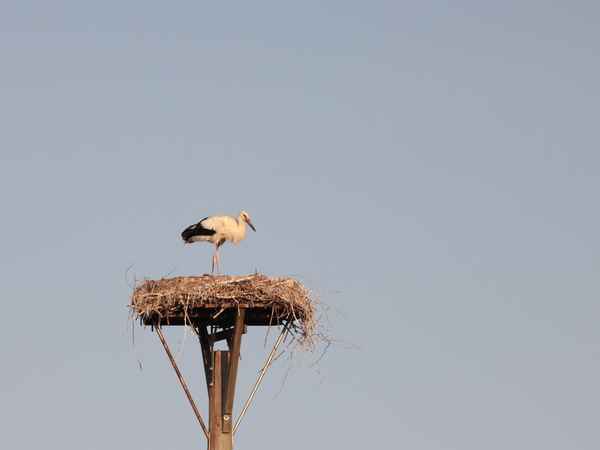 jungstorch in der morgensonne
