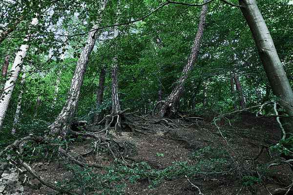Natur in Schräglage
