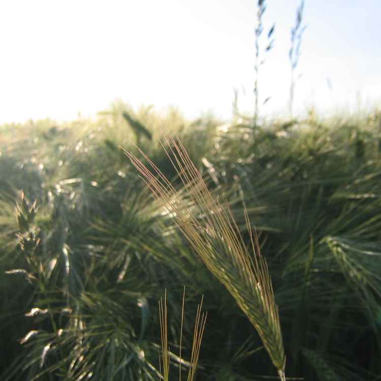 Getreide im Sonnenschein