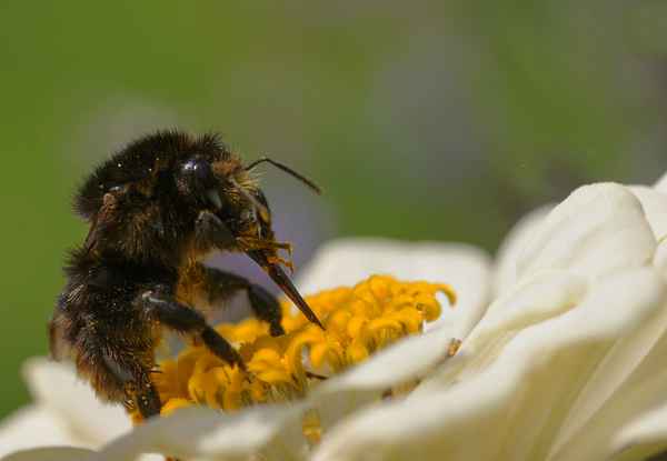 Hummel