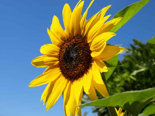 Sonnenblume