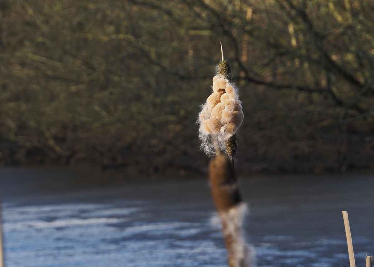 lampenputzer für die großen pfeifen