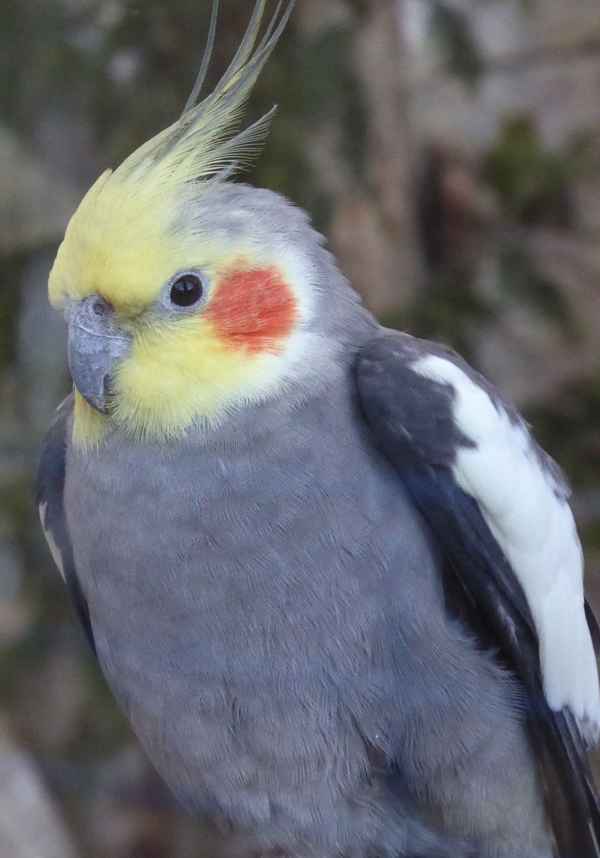Nymphensittich