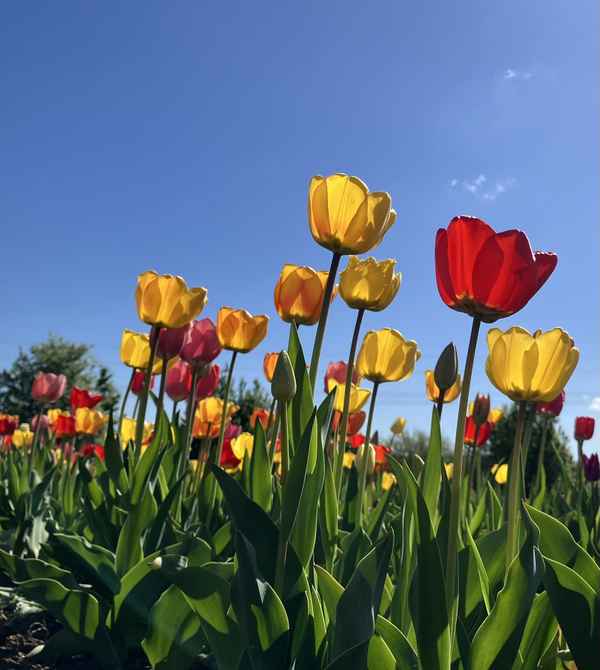 Tulpenfeld