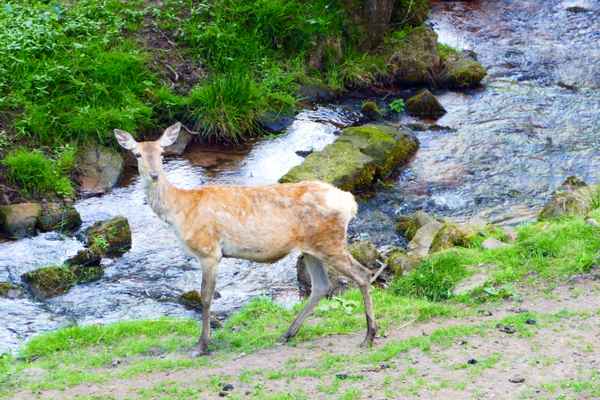 Reh im Spessart