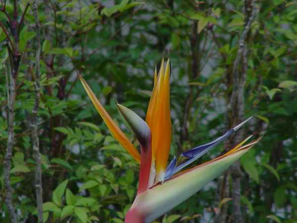 'Strelizie oder Papageienblume'