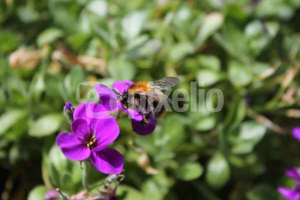 Hummel