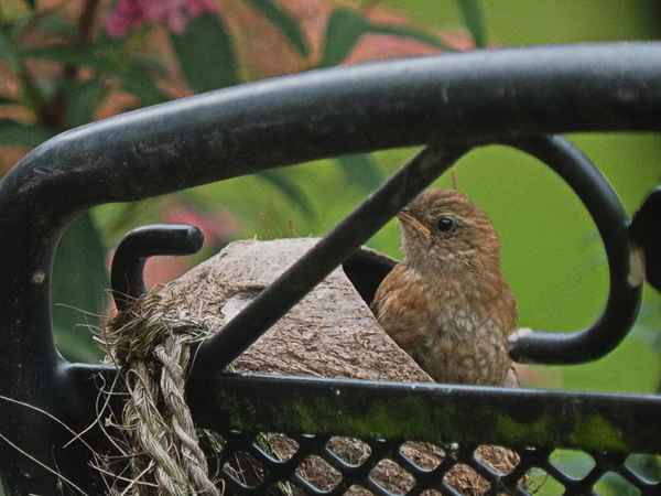 zaunkönig auf abwegen