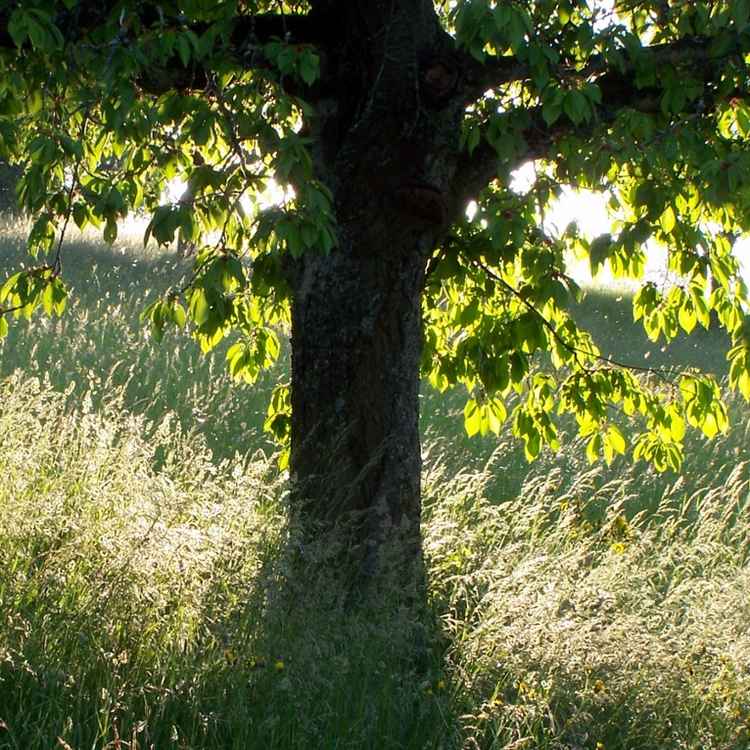 Baum und Gräser im Gegenlicht
