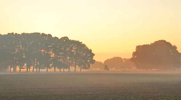 nebel in den feldern  6