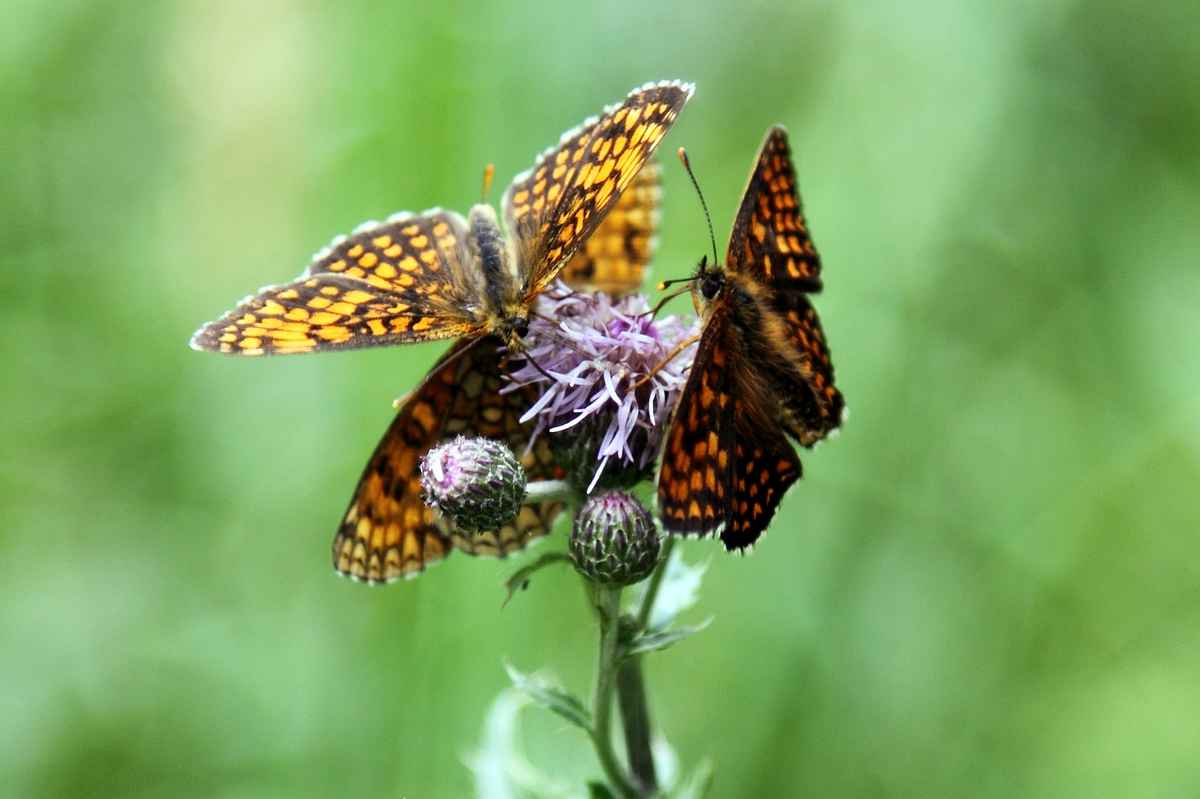 Schmetterlinge auf einer Blüte