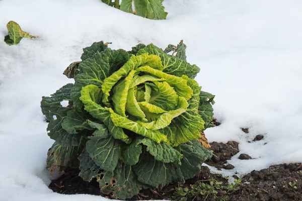 dem Winter getrotzt
