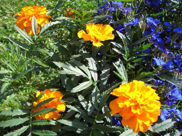 Blumenkasten mit Tagetes und Männertreu