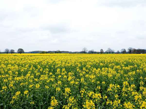 der gelbe teppich ist ausgerollt