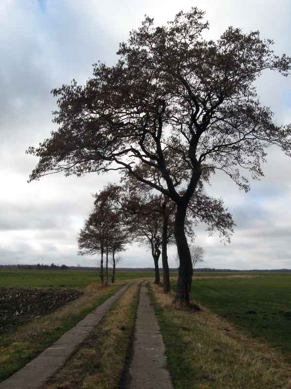 Pflasterweg im Wulfsmoor