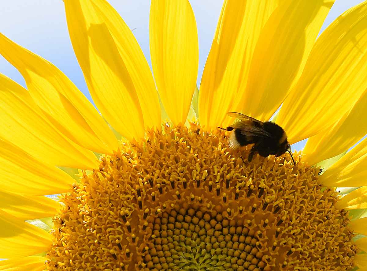 Sonnenblume und Hummel