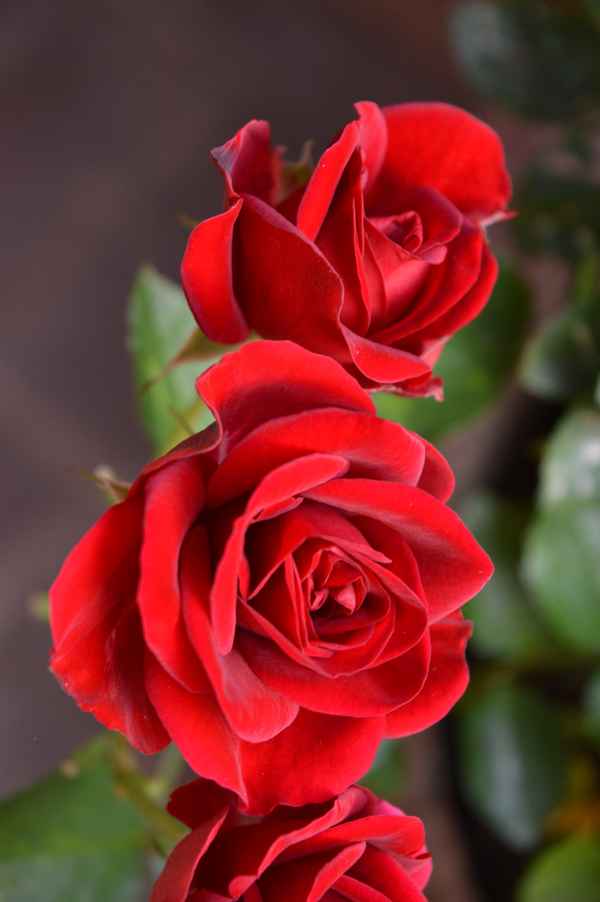 Zwei rote Rosen im Sonnenlicht