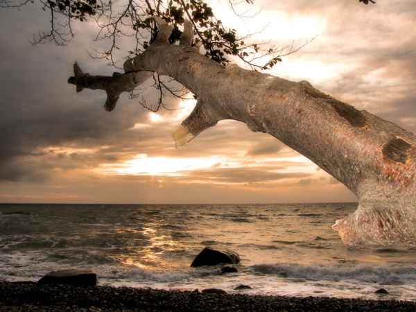 Baum und Ostsee