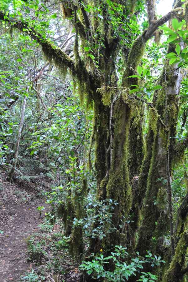 Im Anaga-Regenwald 5