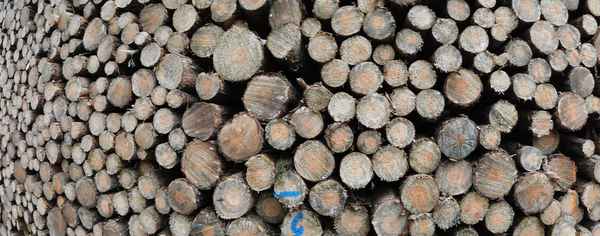 Baumstämme in der Panoramaansicht