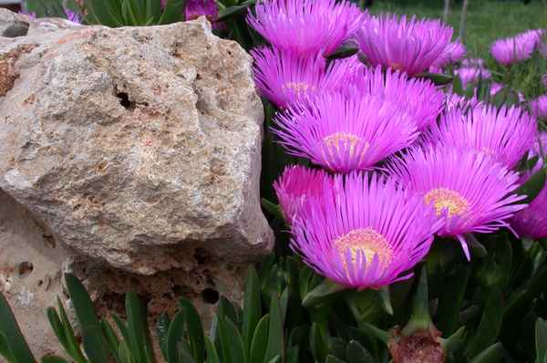 Blüten der Mittagsblume