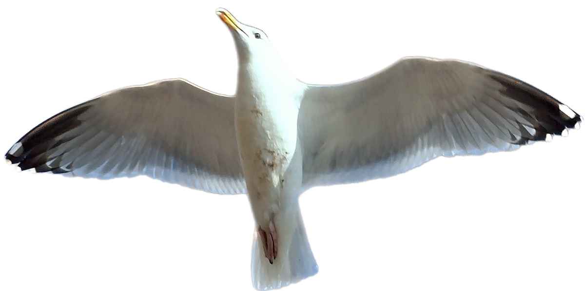 Die weiße Möwe (weißer Hintergrund)