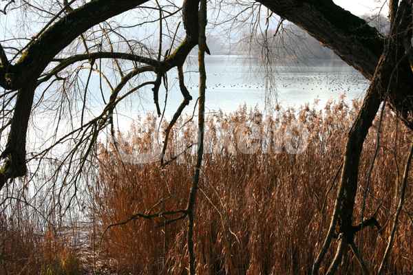 Winter am See 29
