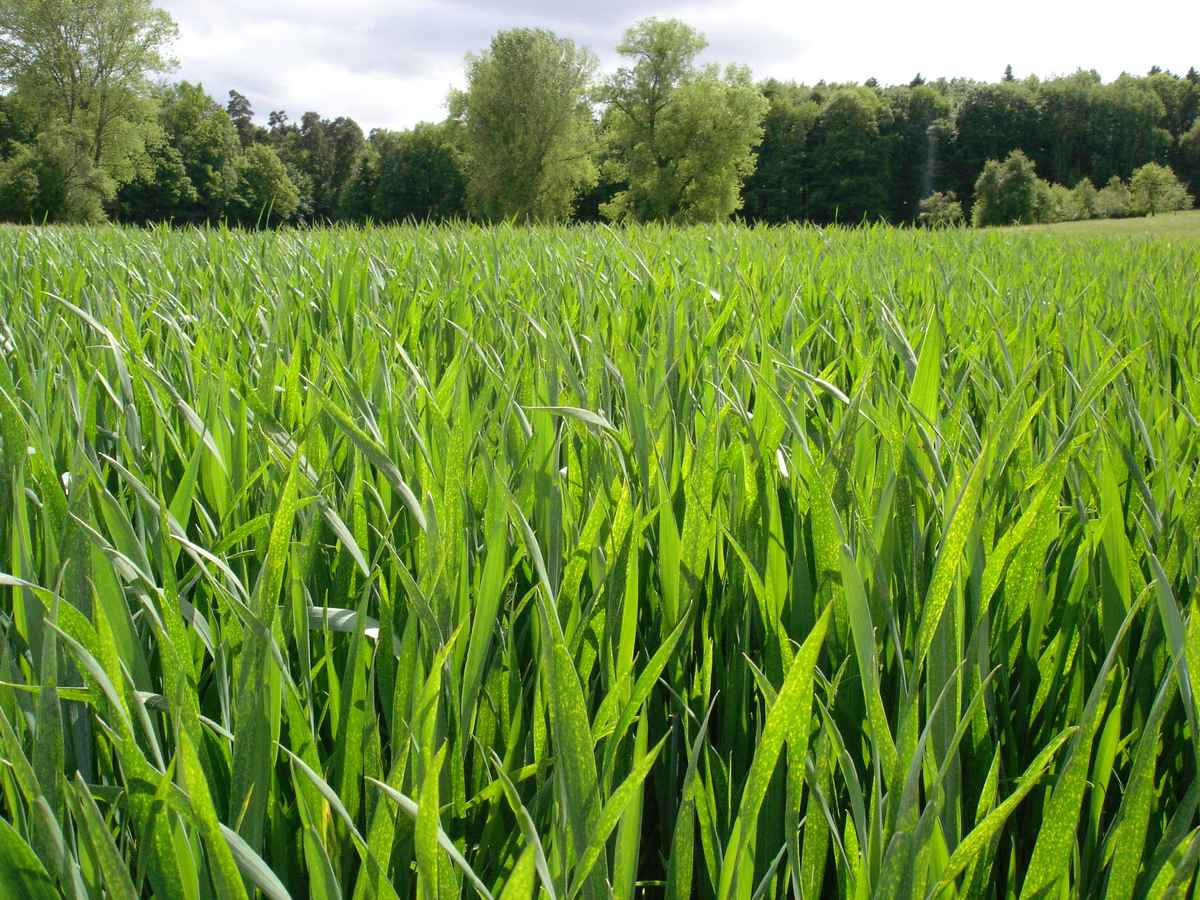 Blick durch ein grünes Getreidefeld