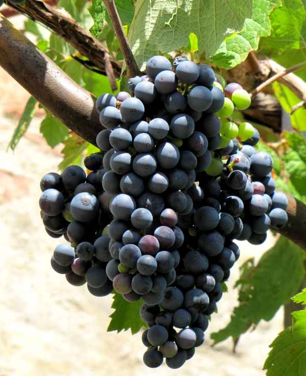 Meißner Wein, Jahrgang 2010