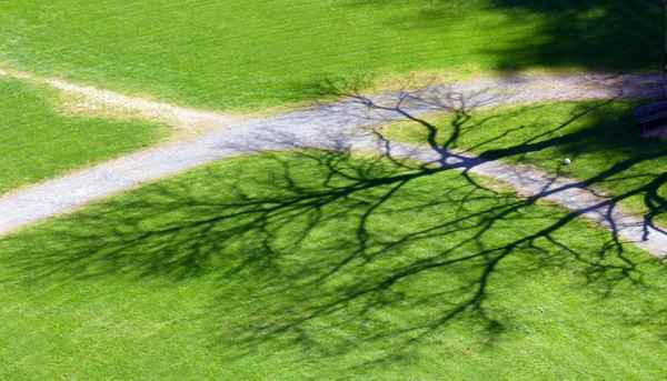 lange Baumschatten