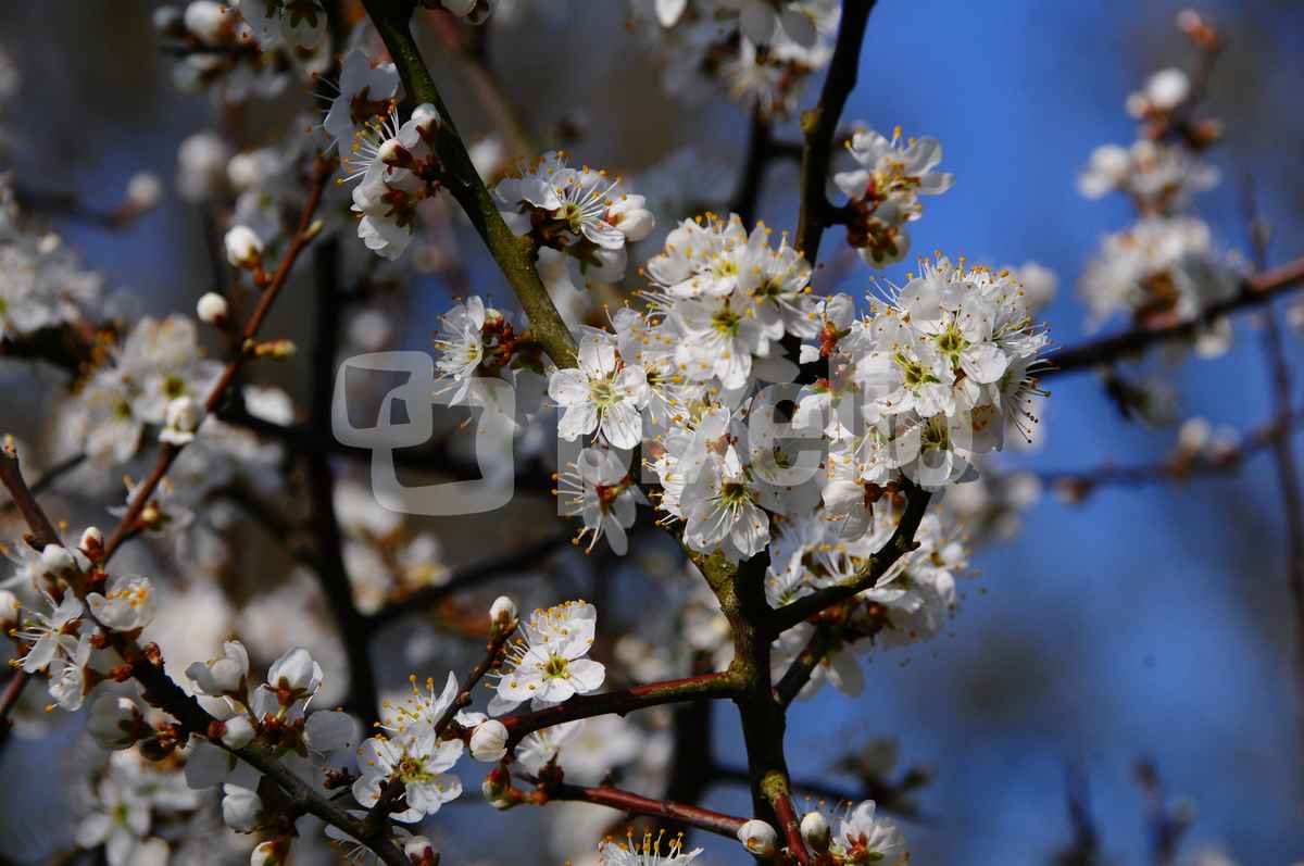Frühlingsblüte