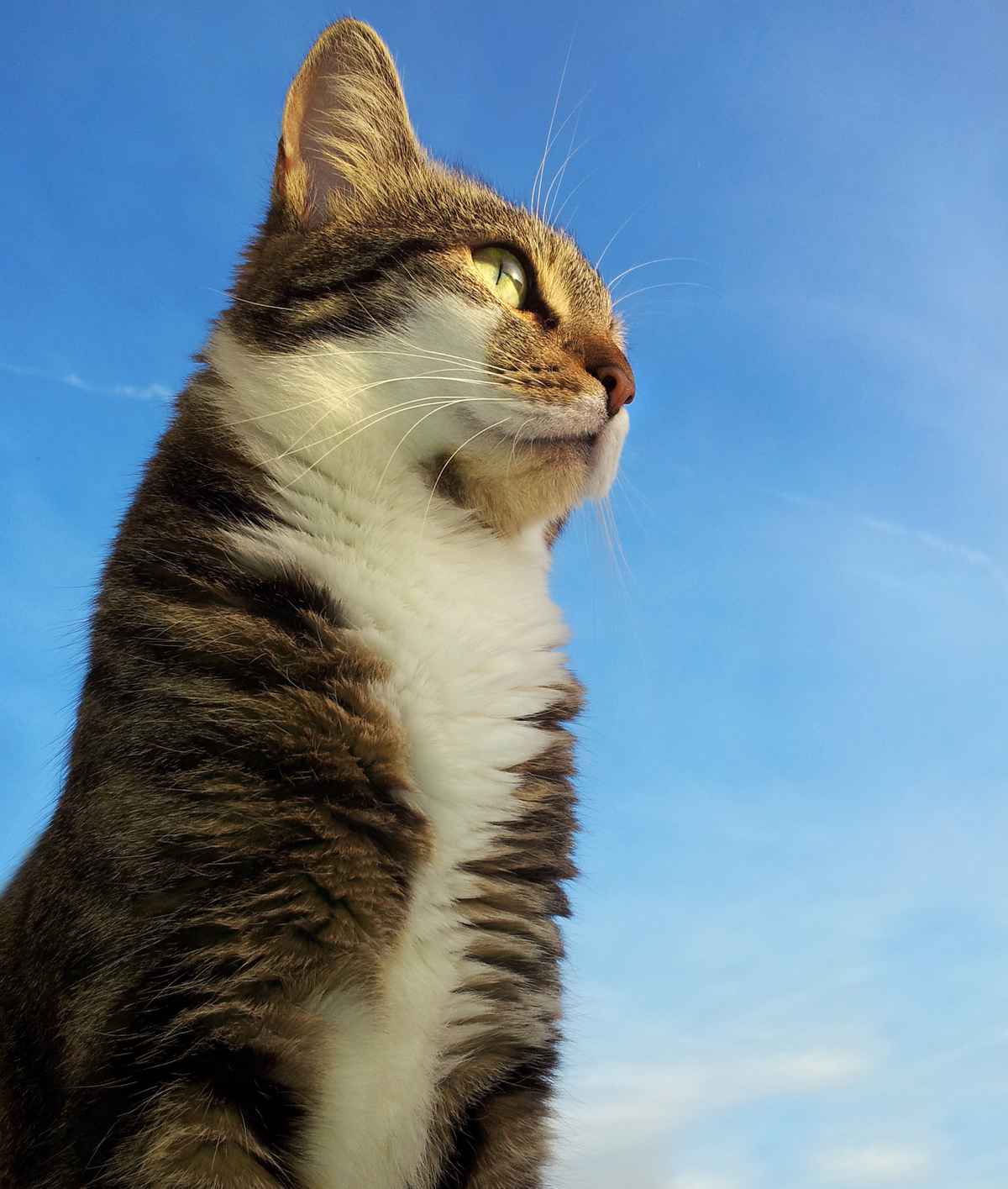Shiva_Katze