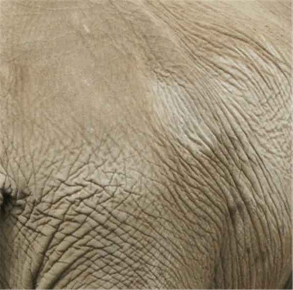 Die Elefantenhaut